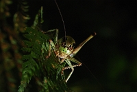 1769 Eupholidoptera magnifica